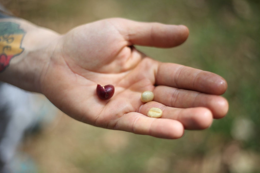 Das Kaffeeland Panama - Privatrösterei Nikan