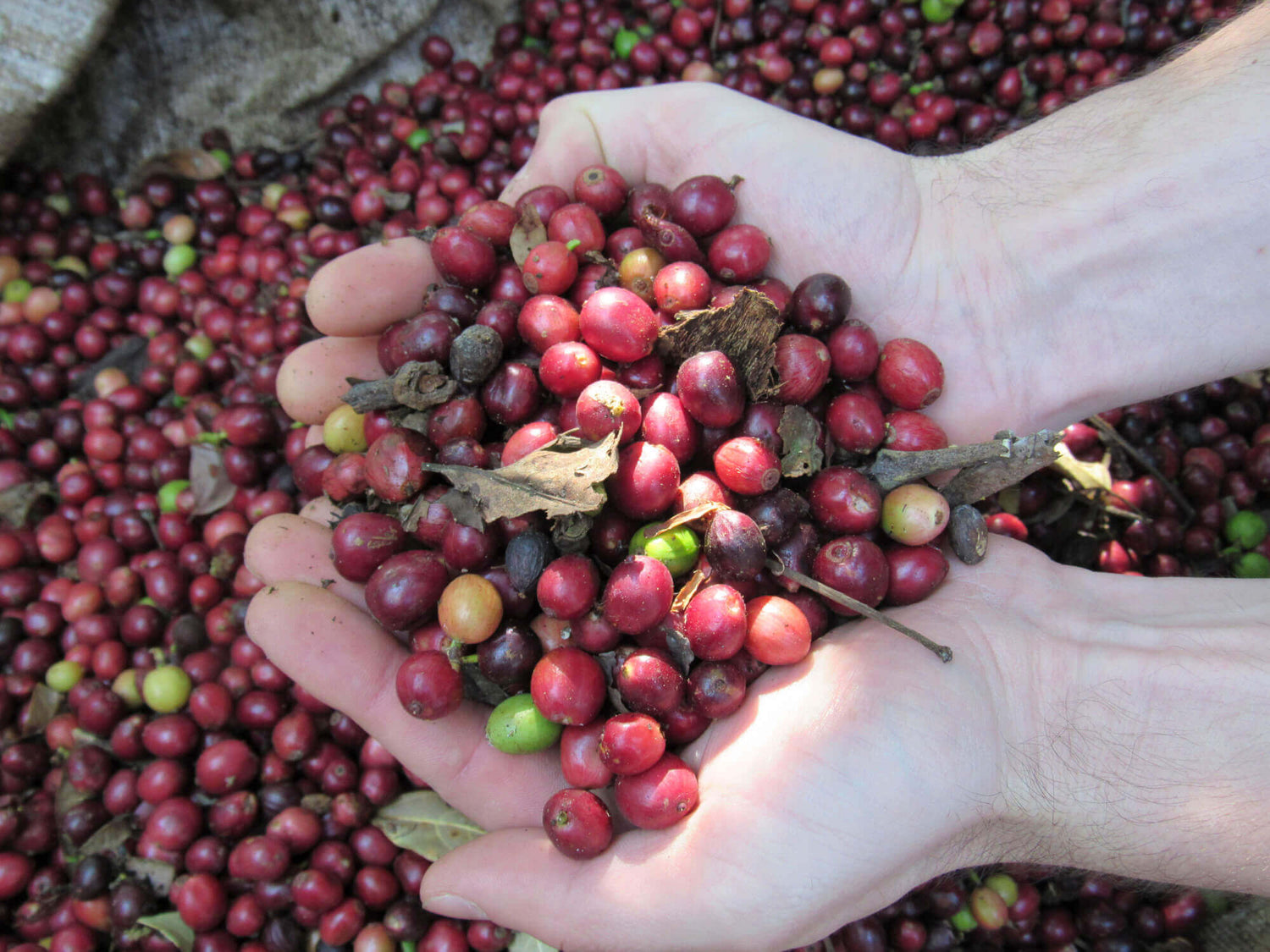 Rote, rohe Kaffeekirschen gehalten in zwei Händen, die zu einer Schale geformt sind 