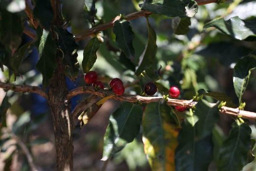 Kaffee – Wie er zu uns nach Europa kam, wo er wächst und wie er schmeckt - Privatrösterei Nikan