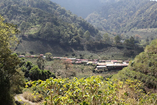 Kaffeeplantage in hügliger Landschaft umgeben von Kaffeepflanzen